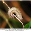 melanargia hylata talysh larva1b